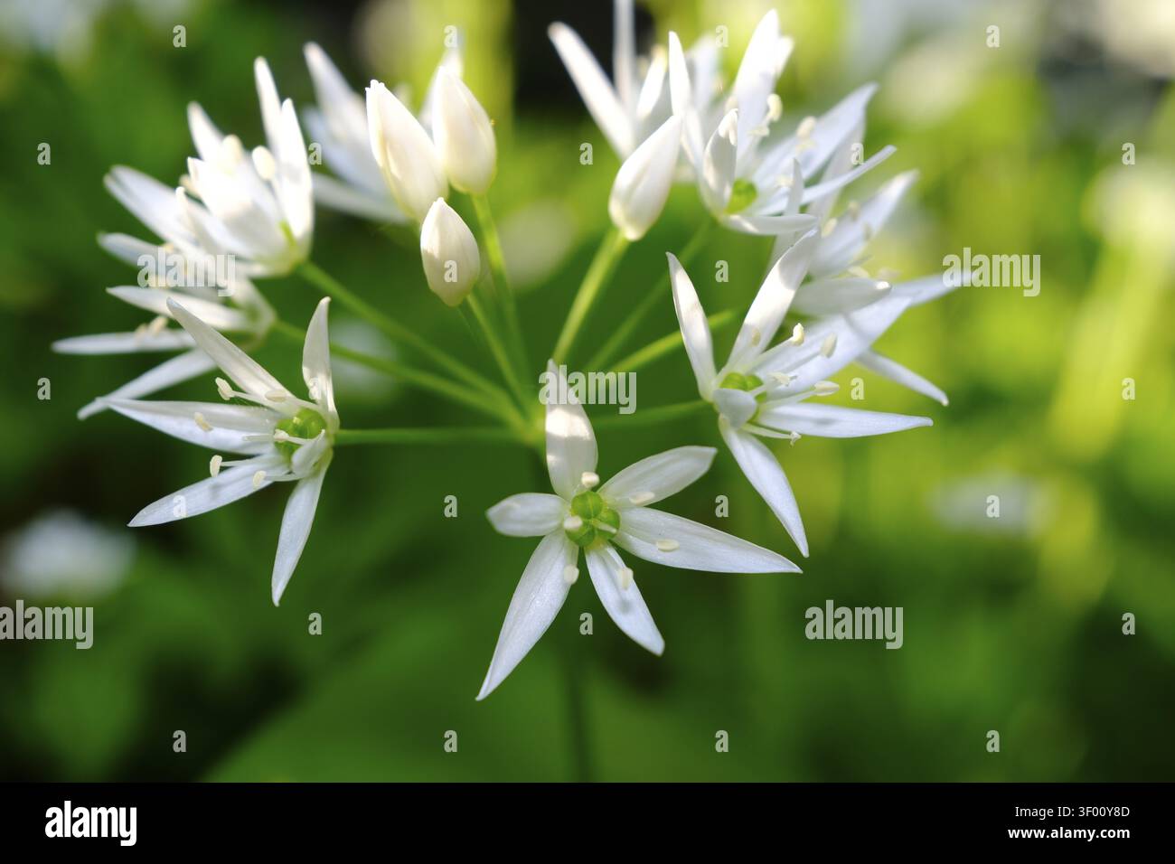 Ail sauvage (Allium ursinum), ordre des Asparagales, famille des Amaryllidaceae, sous-famille des Allioideae, tribu des Allieae, genre Allium, espèce ail sauvage Banque D'Images
