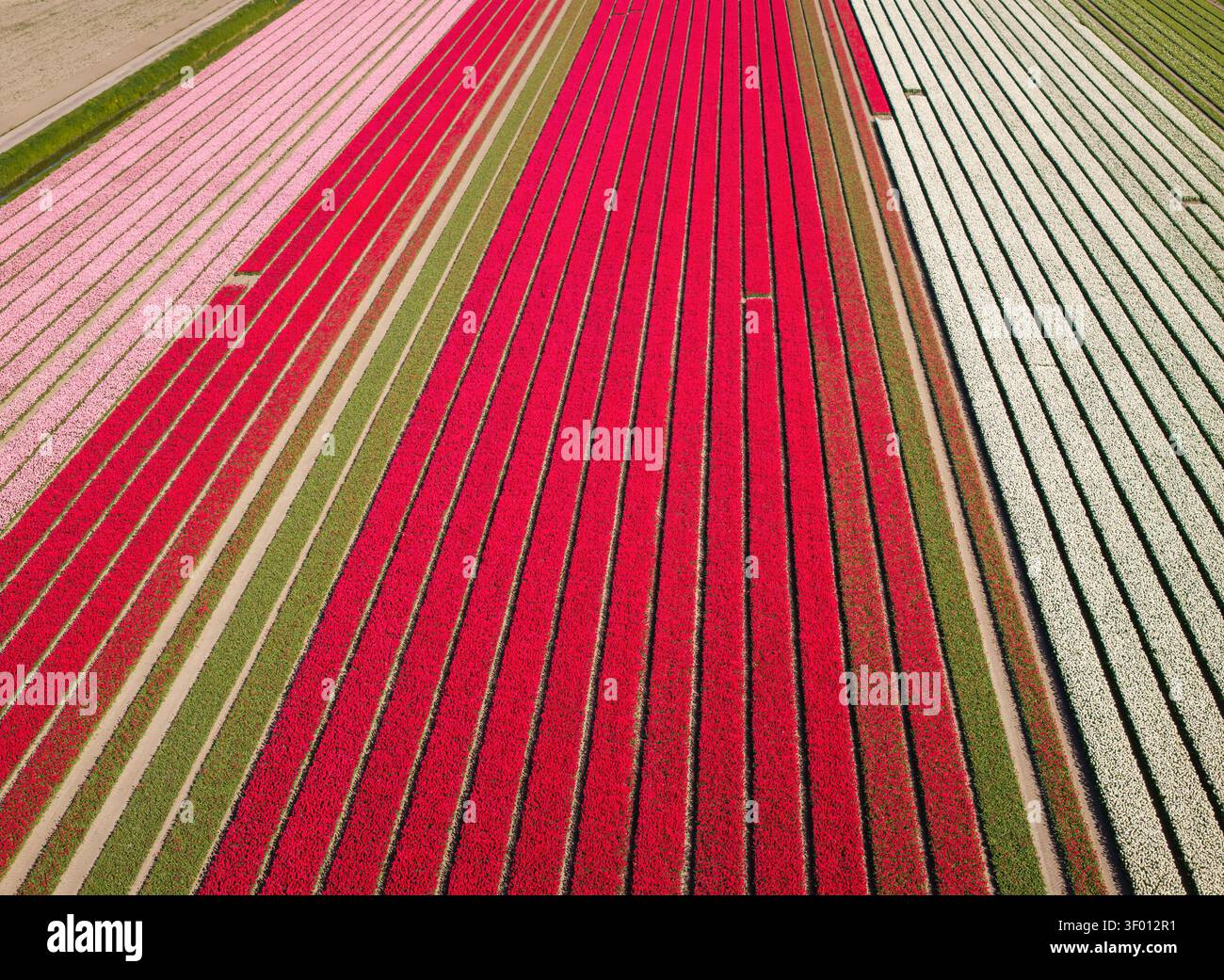 Vue aérienne de champs de tulipes vibrants formant de longues rangées rayées en rouge, rose et blanc, mettant en valeur l'agriculture printanière, des motifs floraux, et les terres rurales Banque D'Images