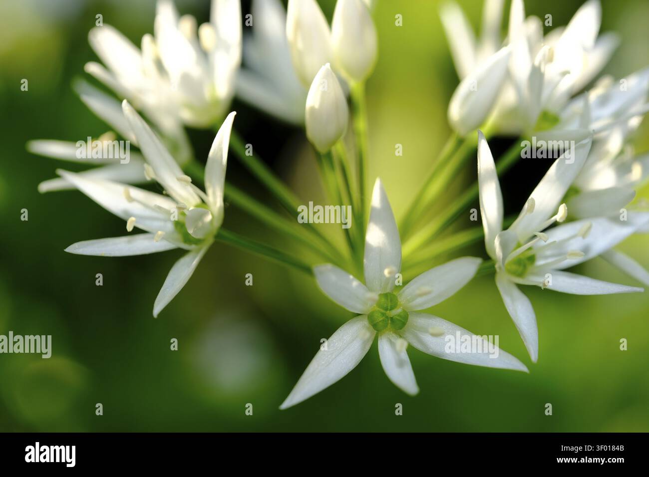 Ail sauvage (Allium ursinum), ordre des Asparagales, famille des Amaryllidaceae, sous-famille des Allioideae, tribu des Allieae, genre Allium, espèce ail sauvage Banque D'Images