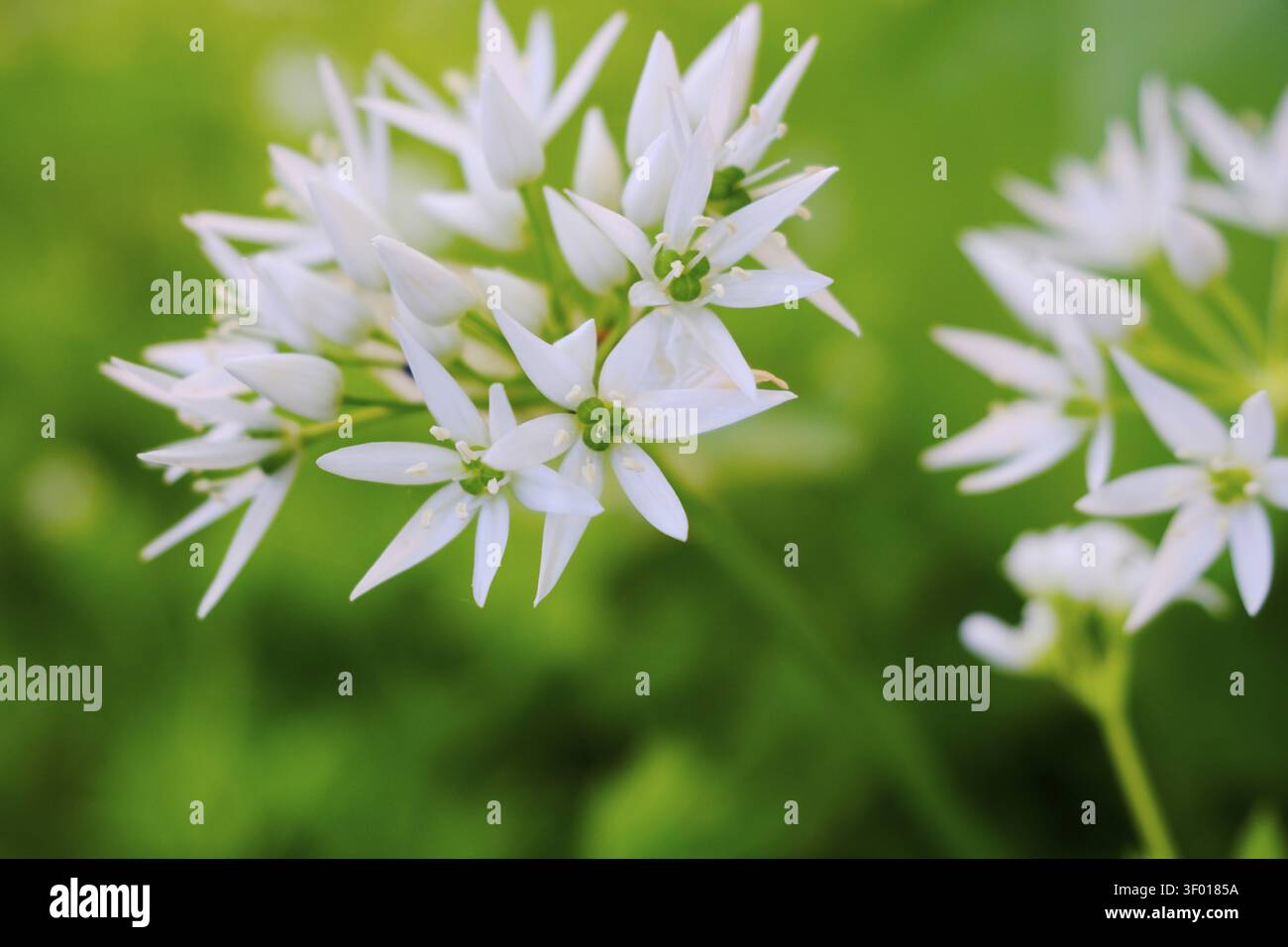 Ail sauvage (Allium ursinum), ordre des Asparagales, famille des Amaryllidaceae, sous-famille des Allioideae, tribu des Allieae, genre Allium, espèce ail sauvage Banque D'Images
