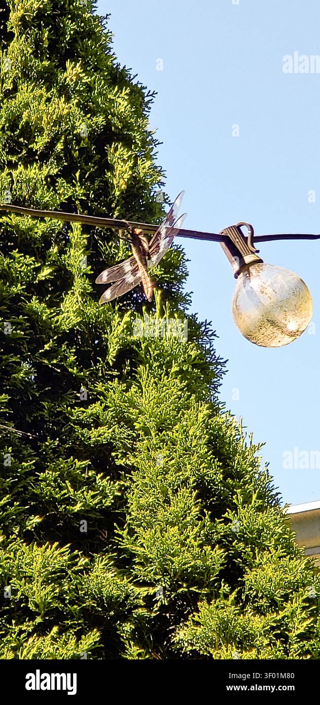 Libellule perchée sur un cordeau lumineux extérieur contre Evergreen Tree et Blue Summer Sky Banque D'Images