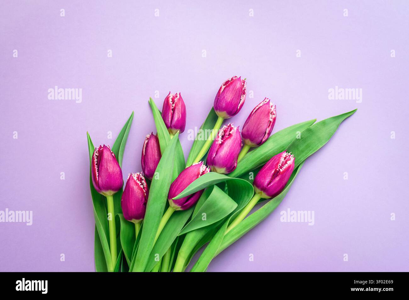 Bouquet de tulipes violettes avec des feuilles vertes sur fond de lavande pastel avec espace copie. Motif de salutation ou de célébration floral printanier. Vue de dessus, plat Banque D'Images