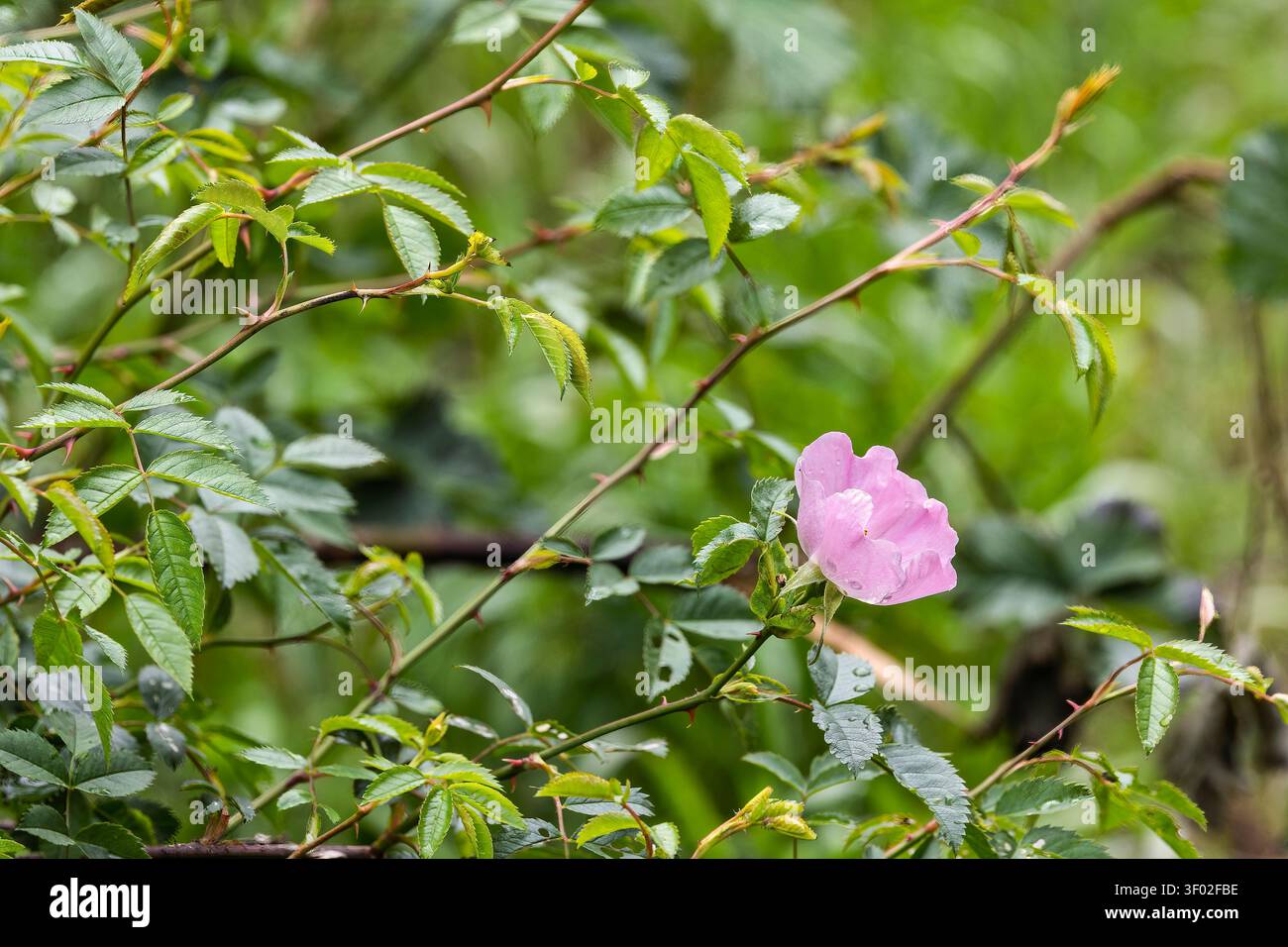 Rose de chien indigène fleurissant parmi les tiges épineuses et le feuillage vert dans une haie rurale, fournissant un habitat pour les insectes pollinisateurs et la faune Banque D'Images