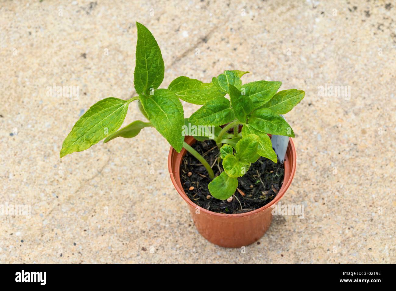 Une vue de haut en bas d'un jeune semis de tournesol avec des feuilles vertes fraîches poussant dans un pot de plante en plastique brun debout sur une surface pavée Banque D'Images