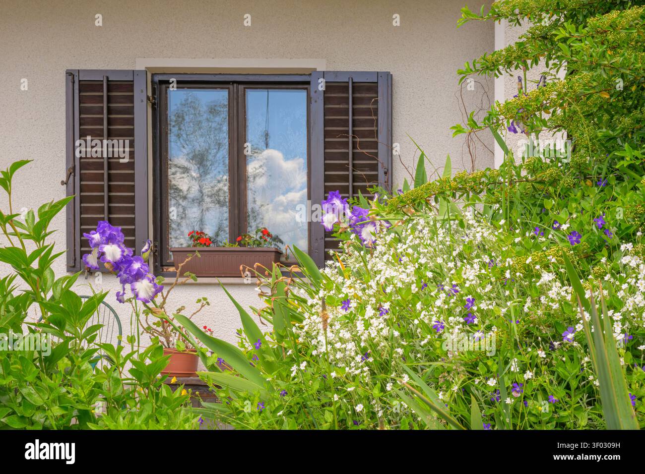 Un jardin avec des iris barbus, des pervenches et de la camomille dans une maison à Predjama, Slovénie. Banque D'Images