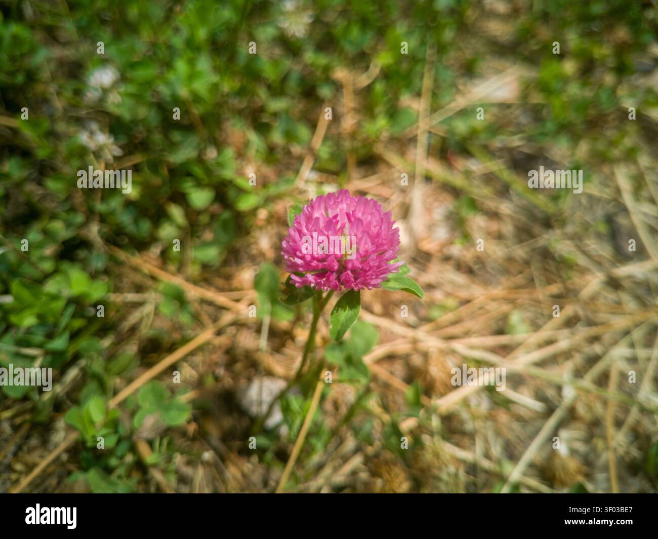 Fleur de trèfle rouge fleuri gros plan, belle fleur rose de Trifolium pratense avec fond d'herbe bokeh doux. Banque D'Images