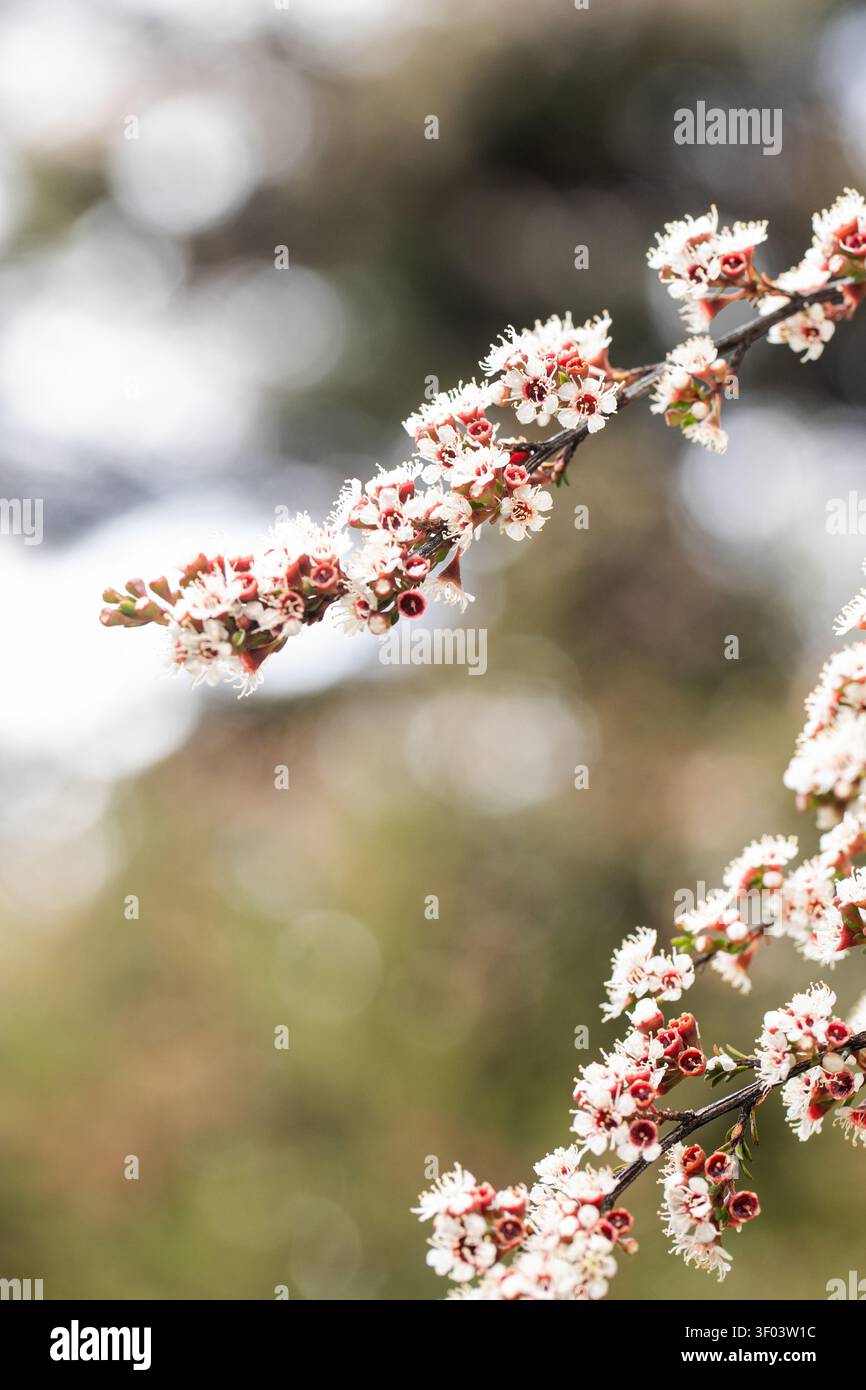 Fleurs blanches manuka (Leptospermum scoparium) en fleurs dans le buisson indigène de Nouvelle-Zélande Banque D'Images