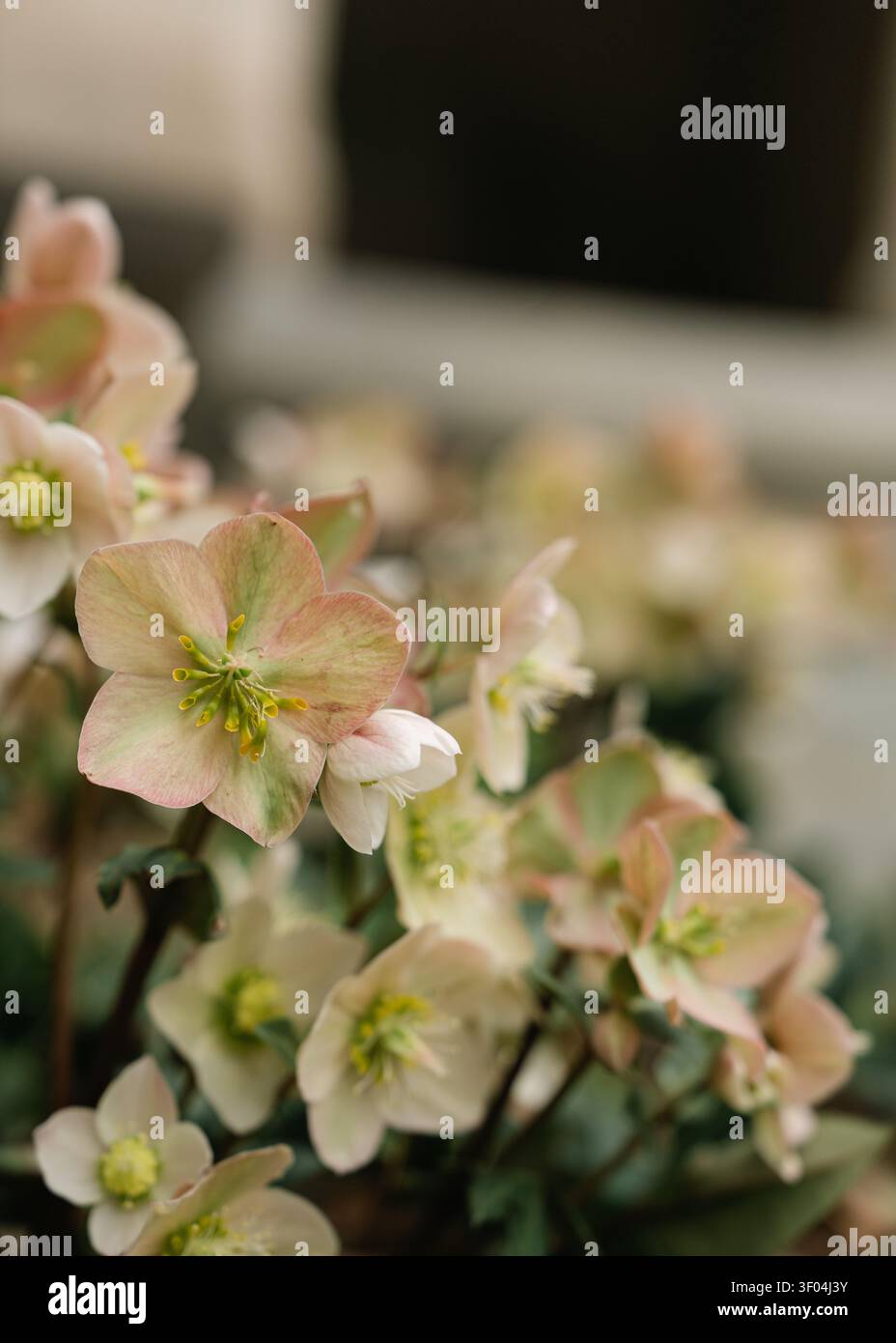 Fleurs délicates d'hellebore roses et vertes en fleurs Banque D'Images