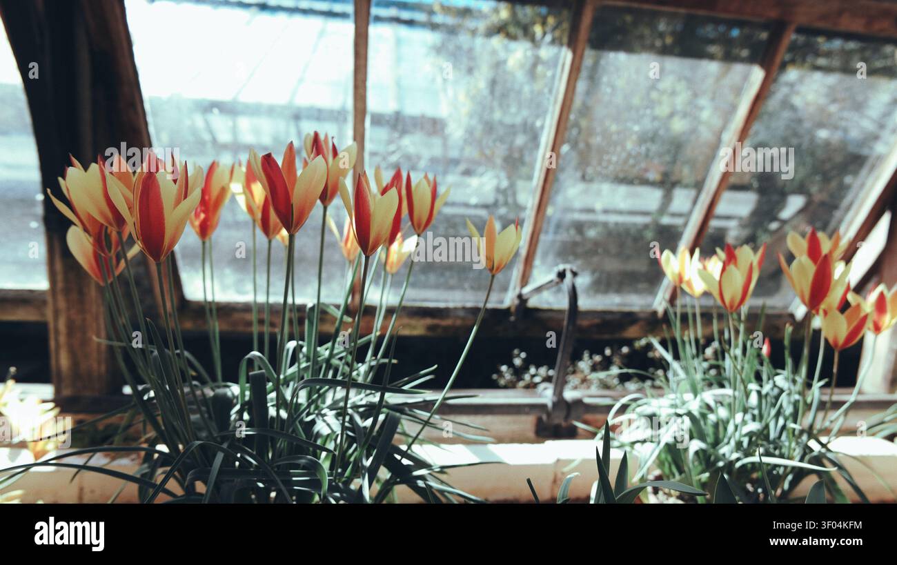Des tulipes rouges et jaunes poussent dans une serre vitrée baignée de soleil avec un feuillage vert luxuriant. Banque D'Images