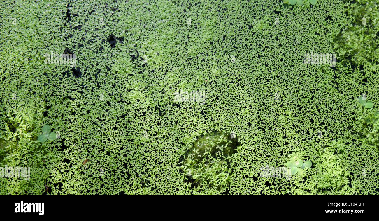 Idéal pour les thèmes liés aux écosystèmes aquatiques, à la biologie, à la conservation de l'environnement et aux arrière-plans verts naturels. Banque D'Images
