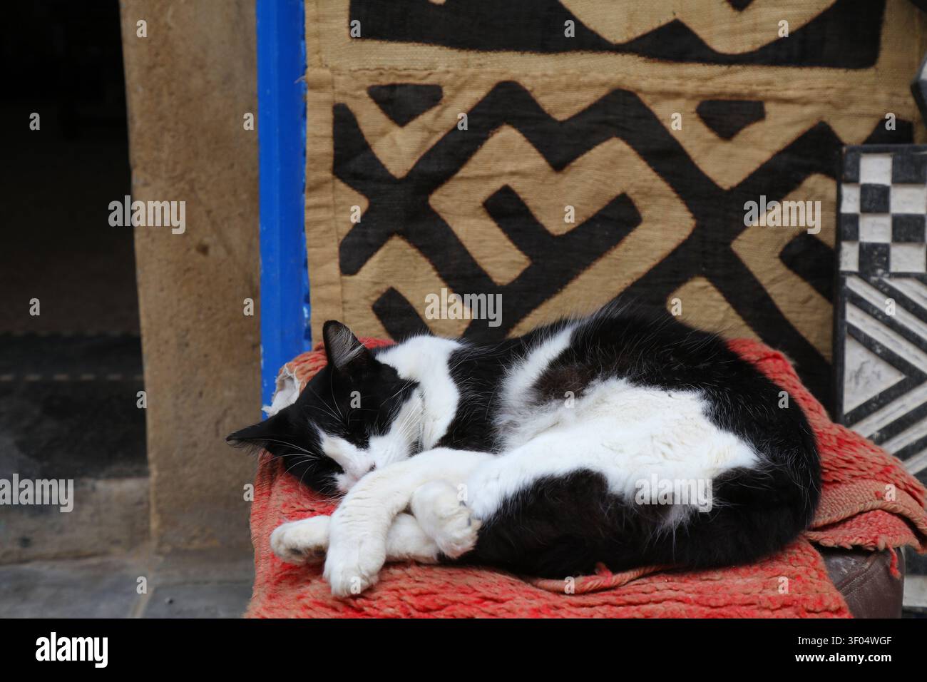 Chats de rue d'Essaouira, Maroc. Chat local noir et blanc dormant sur une chaise. Banque D'Images