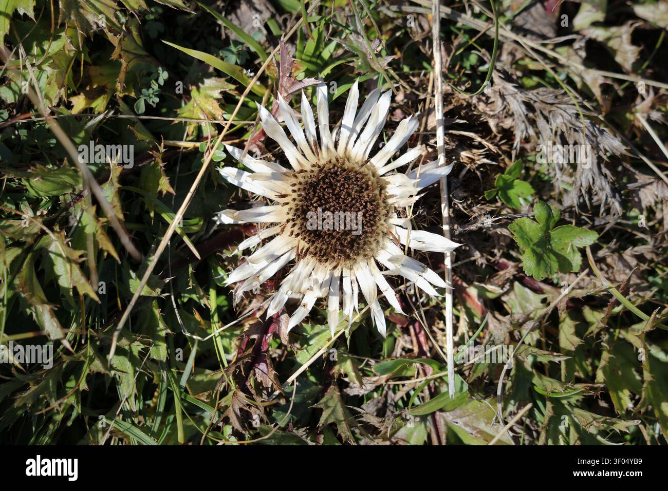 Montagnes Tatra en Pologne. Carlina acaulis, le chardon sans tige. Plante protégée. Banque D'Images