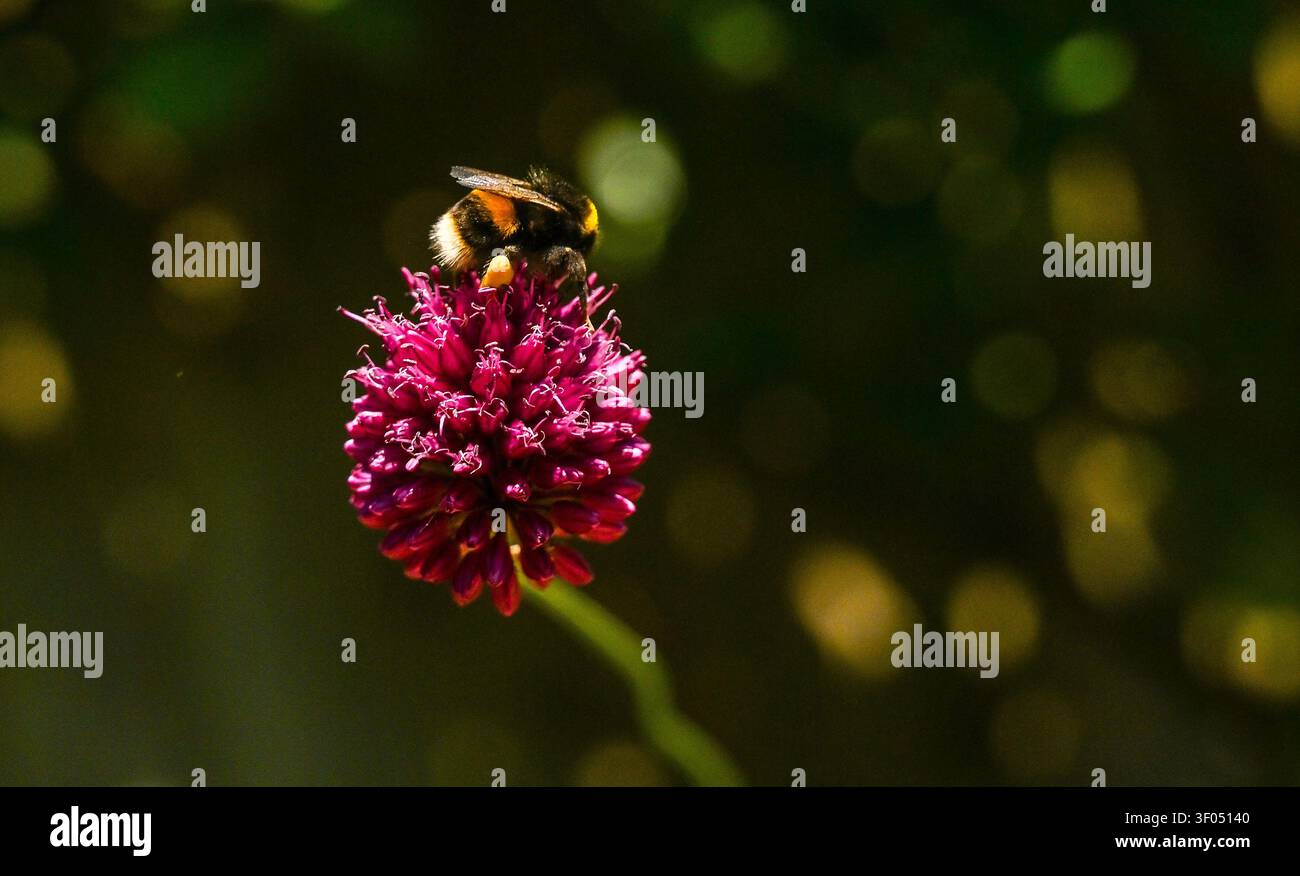 Bourdon repose sur une petite fleur d'allium dans un jardin urbain à Brighton , Sussex , UK 2026 Banque D'Images