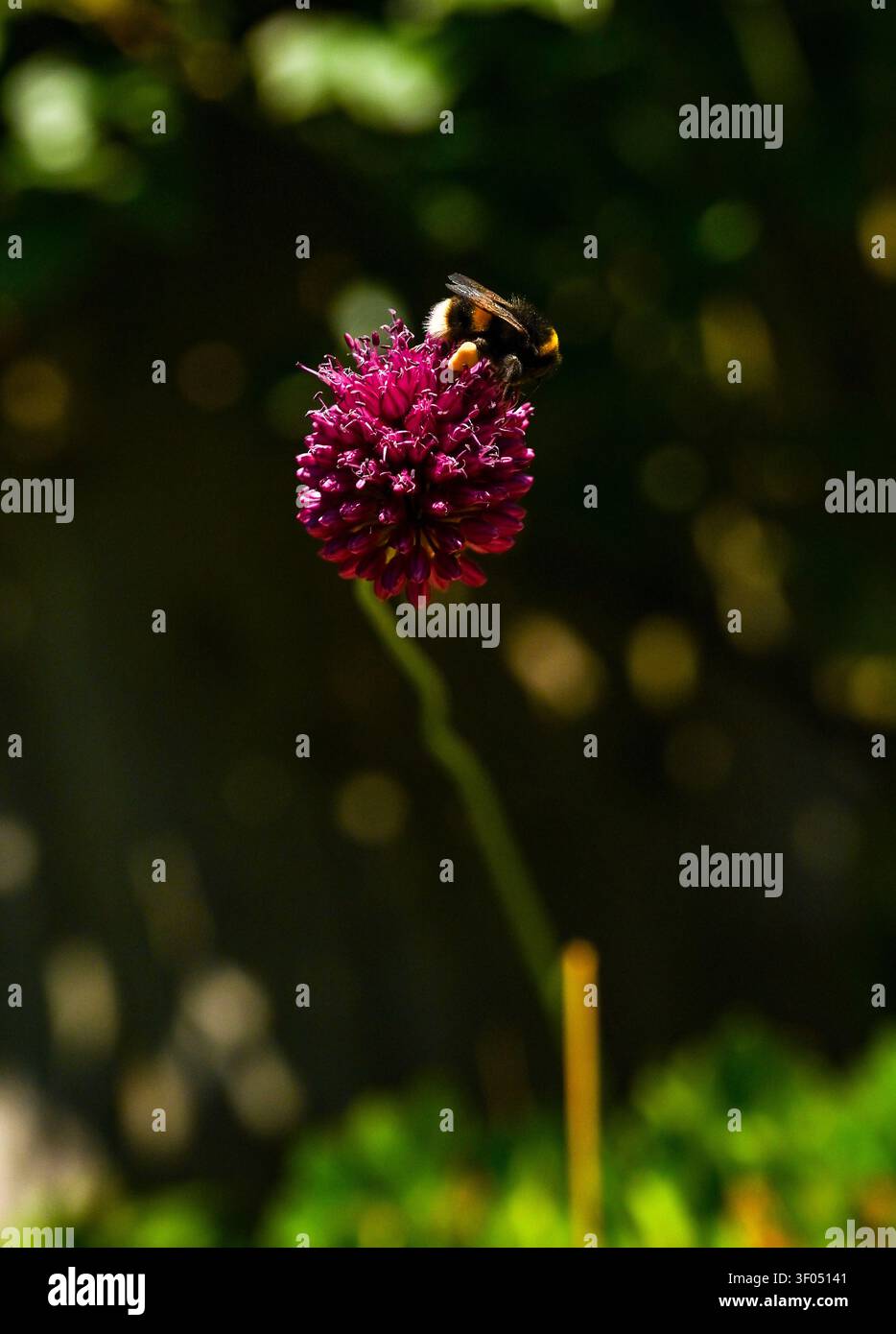 Bourdon repose sur une petite fleur d'allium dans un jardin urbain à Brighton , Sussex , UK 2026 Banque D'Images