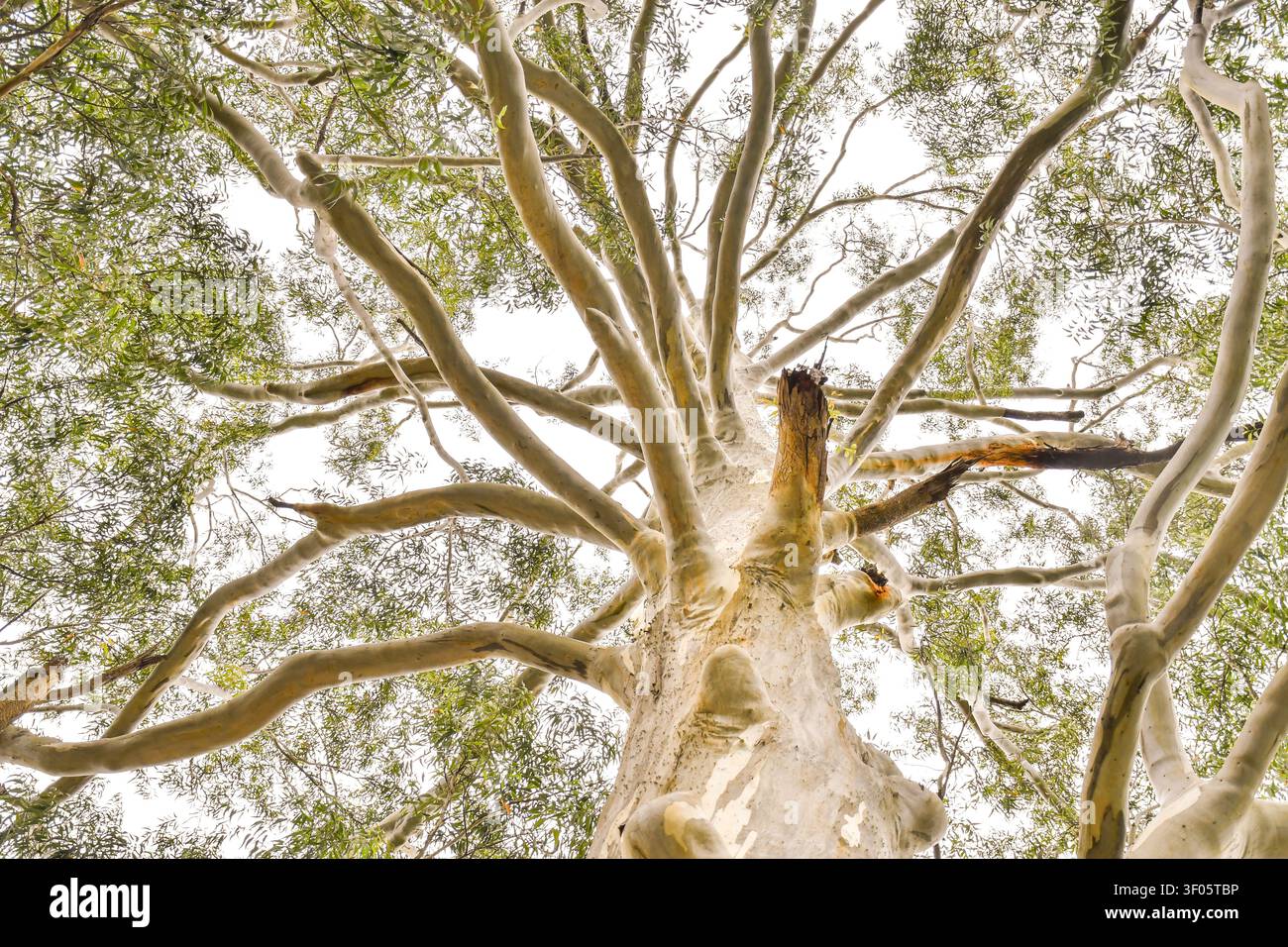 Une vue basse dramatique d'un eucalyptus mature avec une écorce lisse, des branches étalées et une canopée verte luxuriante contre un ciel lumineux. Idéal pour na Banque D'Images