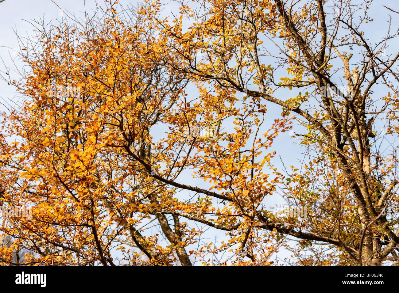 Saint-Gall, Suisse, 13 novembre 2025 Plante Nothofagus Antarctica au jardin botanique Banque D'Images