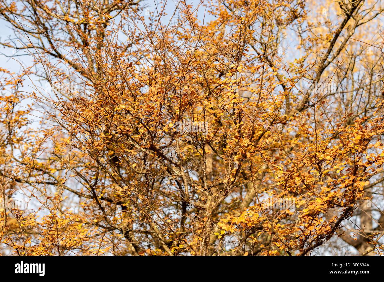 Saint-Gall, Suisse, 13 novembre 2025 Plante Nothofagus Antarctica au jardin botanique Banque D'Images
