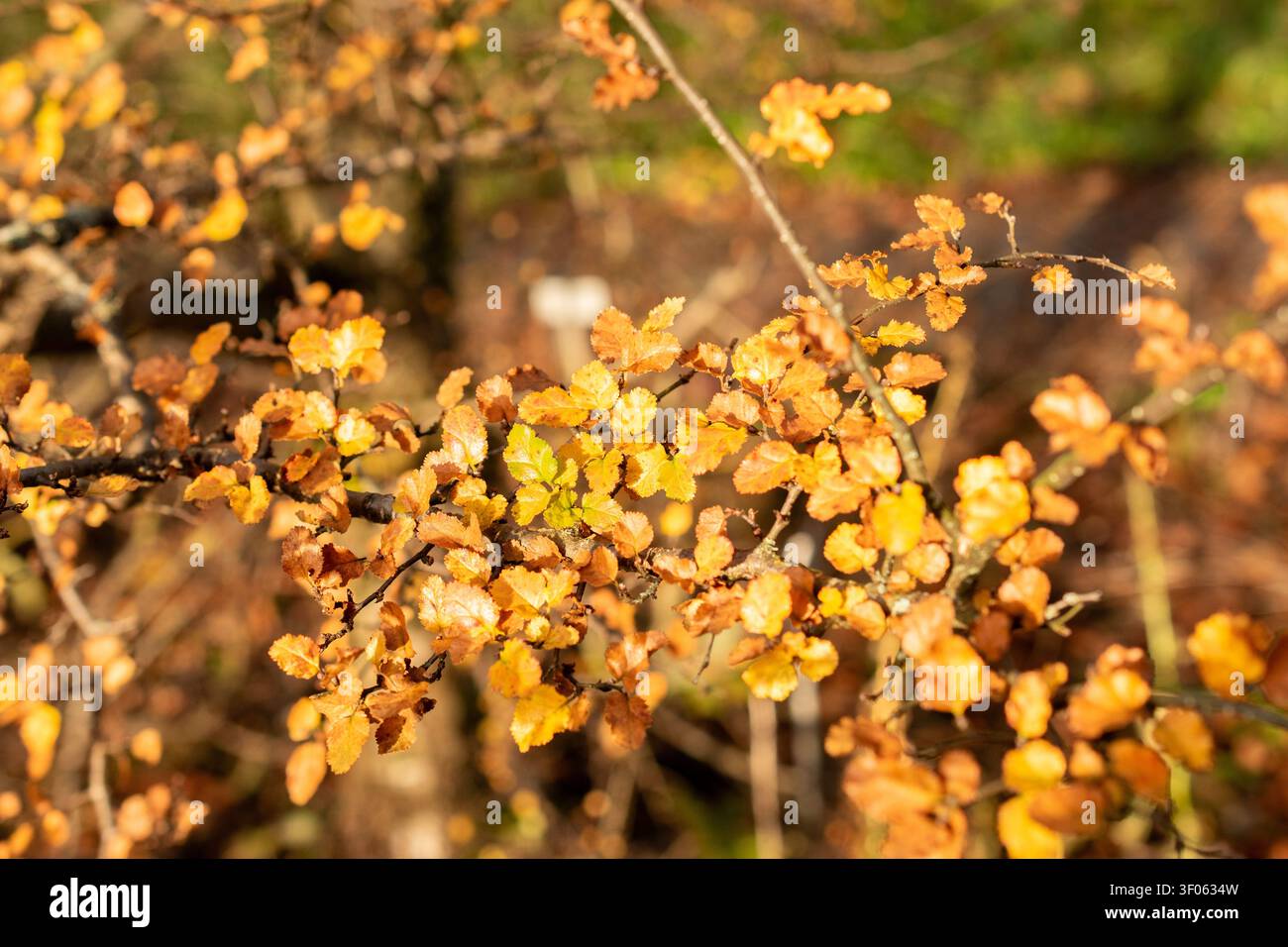 Saint-Gall, Suisse, 13 novembre 2025 Plante Nothofagus Antarctica au jardin botanique Banque D'Images