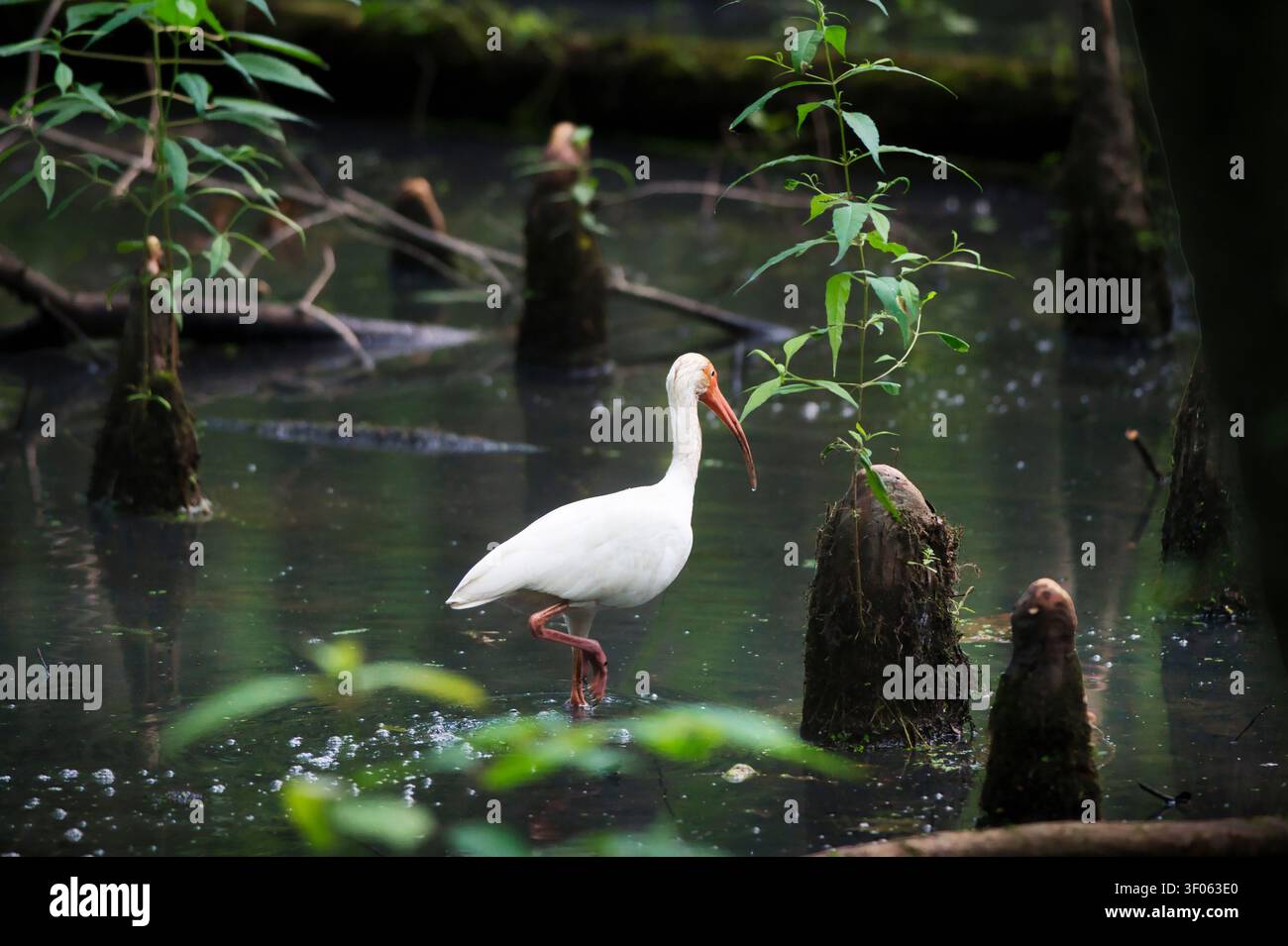 Un Ibis blanc (Eudocimus albus) fait une promenade matinale à travers un marais de cyprès du Mississippi. Banque D'Images