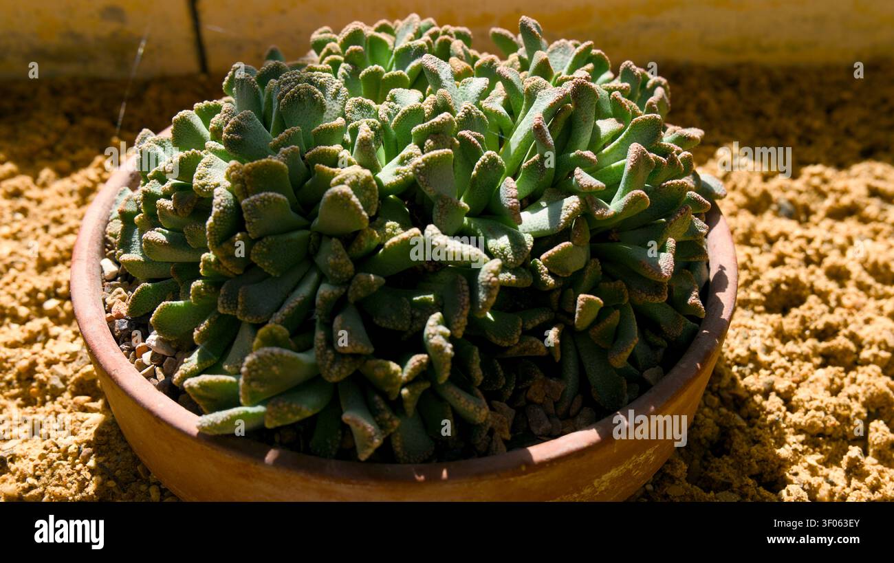Close-up d'une plante succulente texturée unique dans un pot en terre cuite reposant sur une surface sablonneuse. Banque D'Images