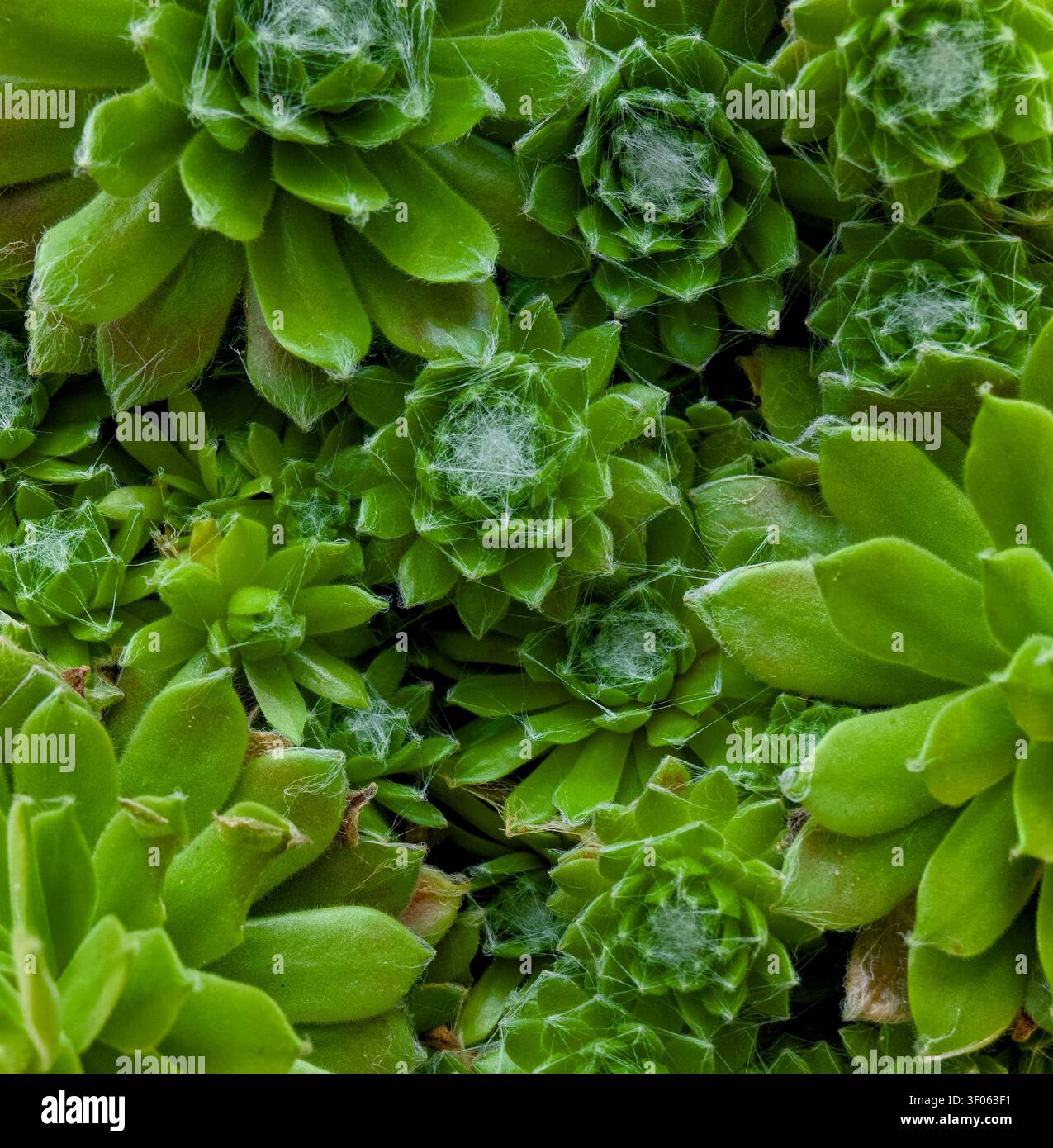 Grossissement d'un groupe éclatant de succulentes en rosettes vertes avec des motifs de feuilles complexes. Banque D'Images