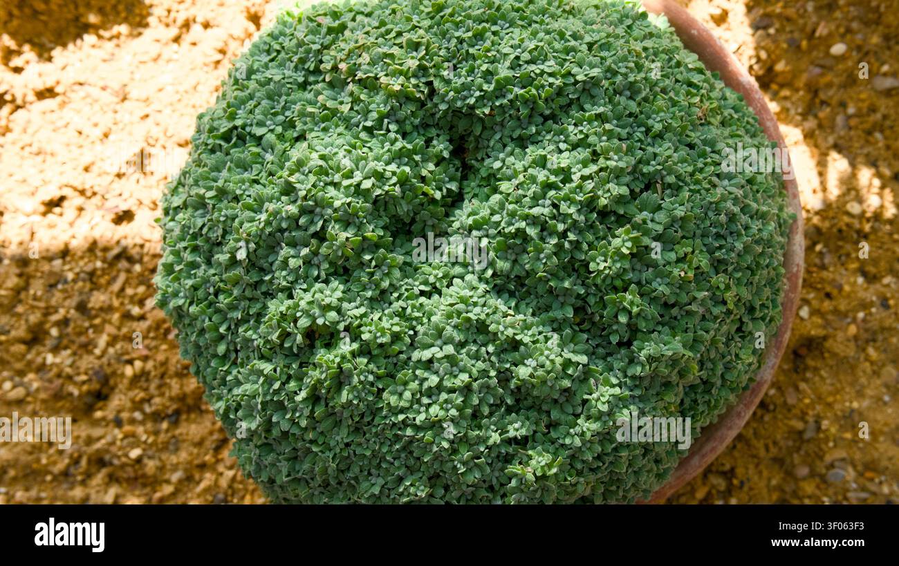 Vue par-dessus d'une plante coussinette verte dense dans un pot en terre cuite reposant sur un sol sablonneux. Banque D'Images