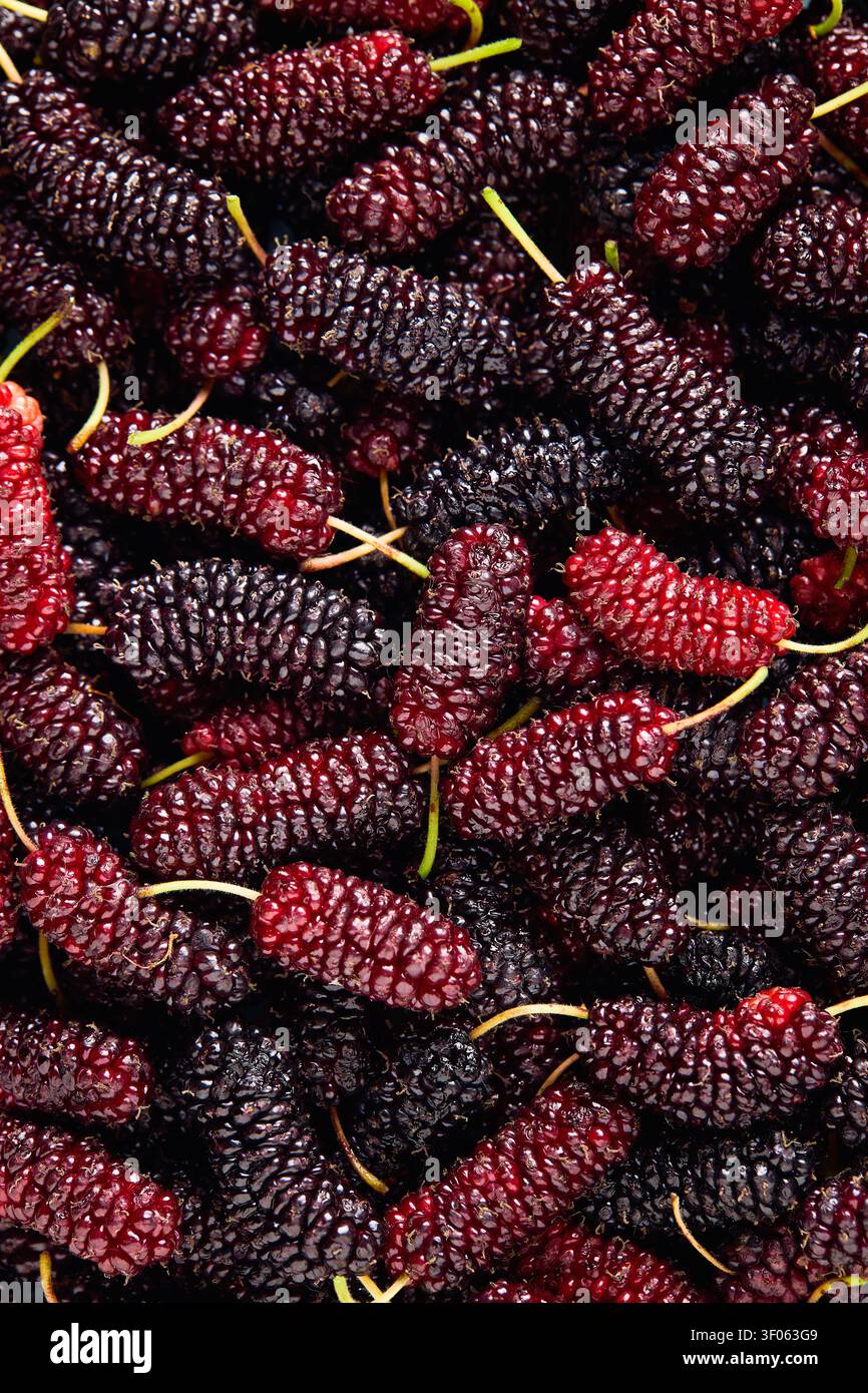 Cadre complet de fruits de mûre frais et biologiques. Des baies saines d'été. Banque D'Images