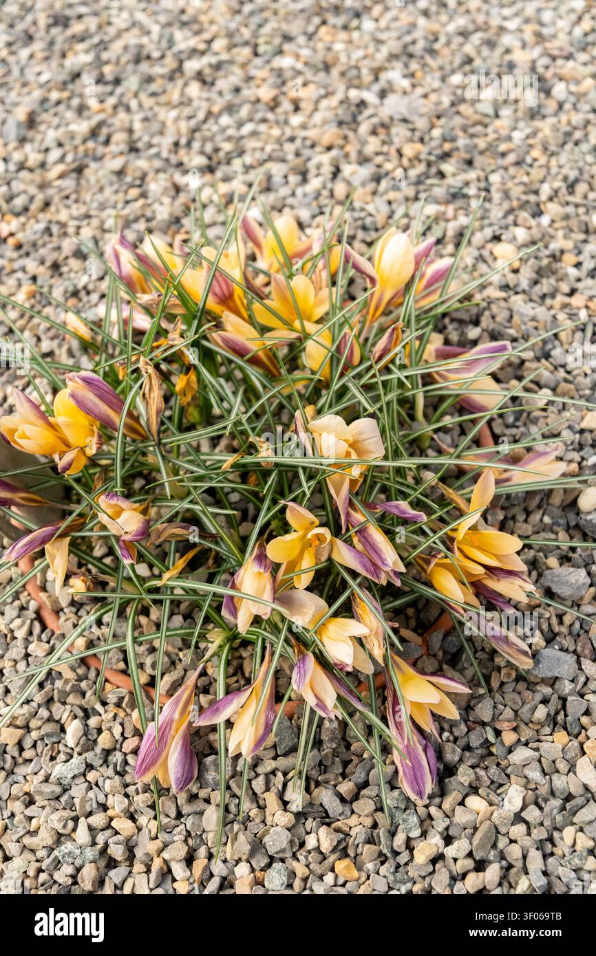 Saint-Gall, Suisse, 6 mars 2026 Crocus Angustifolius ou plante de crocus à tissu d'or au jardin botanique Banque D'Images