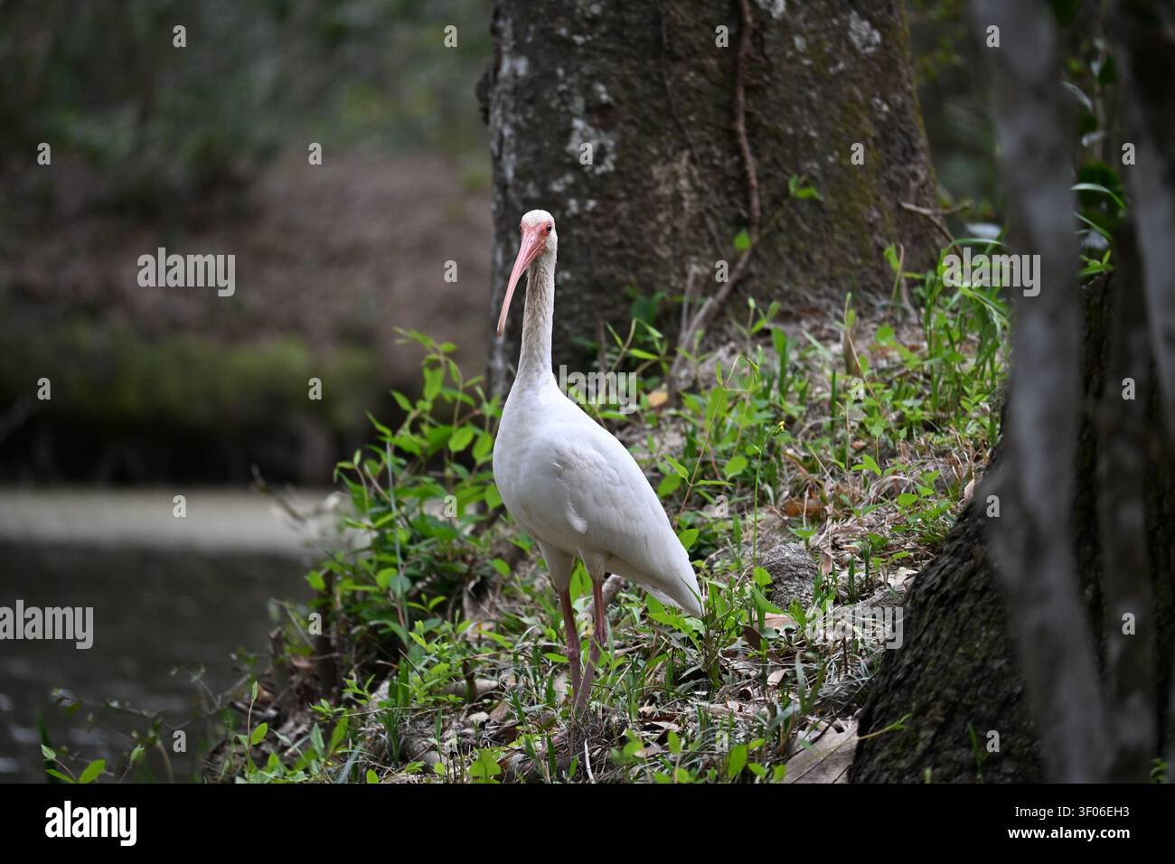 Ibis blanc américain debout le long d'un étang forestier à Charleston, Caroline du Sud Banque D'Images
