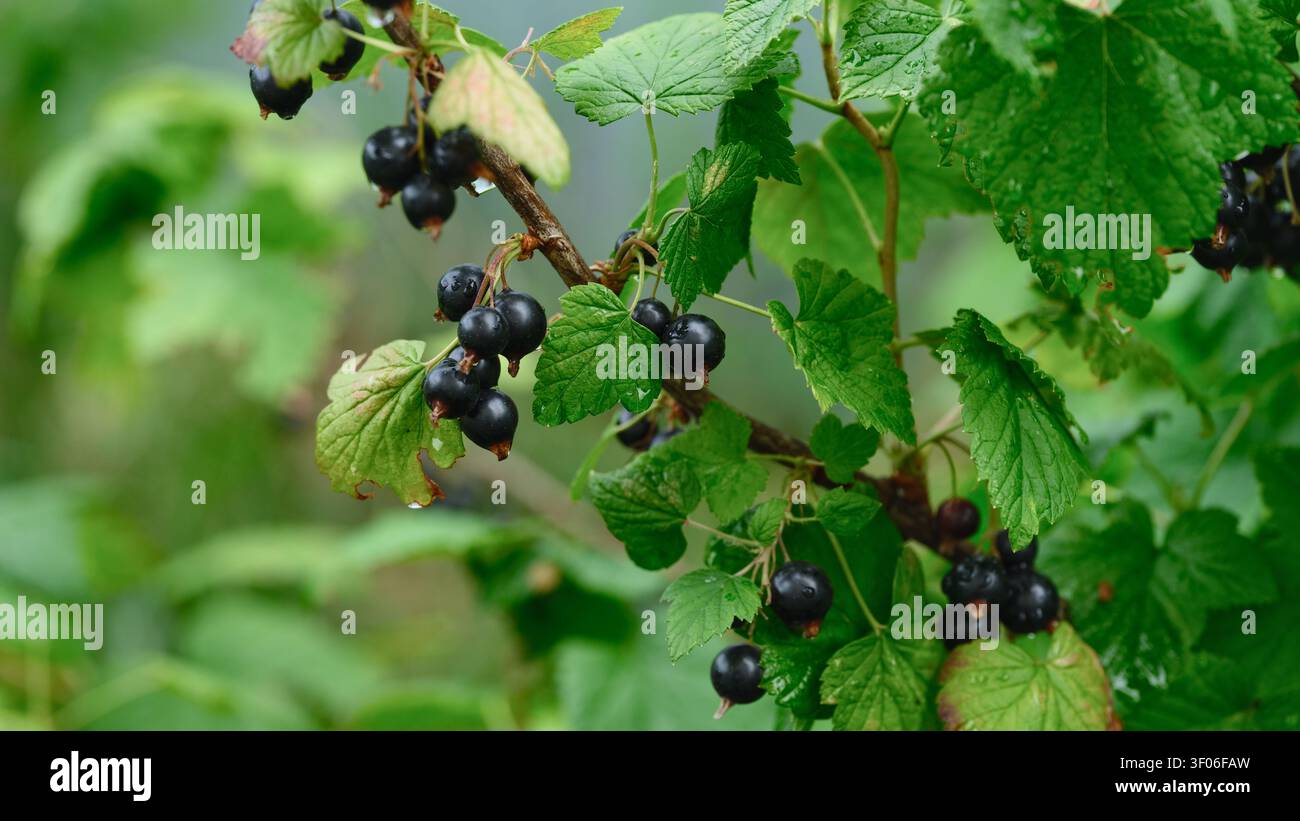 Cassis mûrs suspendus à des branches avec des feuilles vertes luxuriantes dans un jardin après la pluie. Gros plan. Banque D'Images