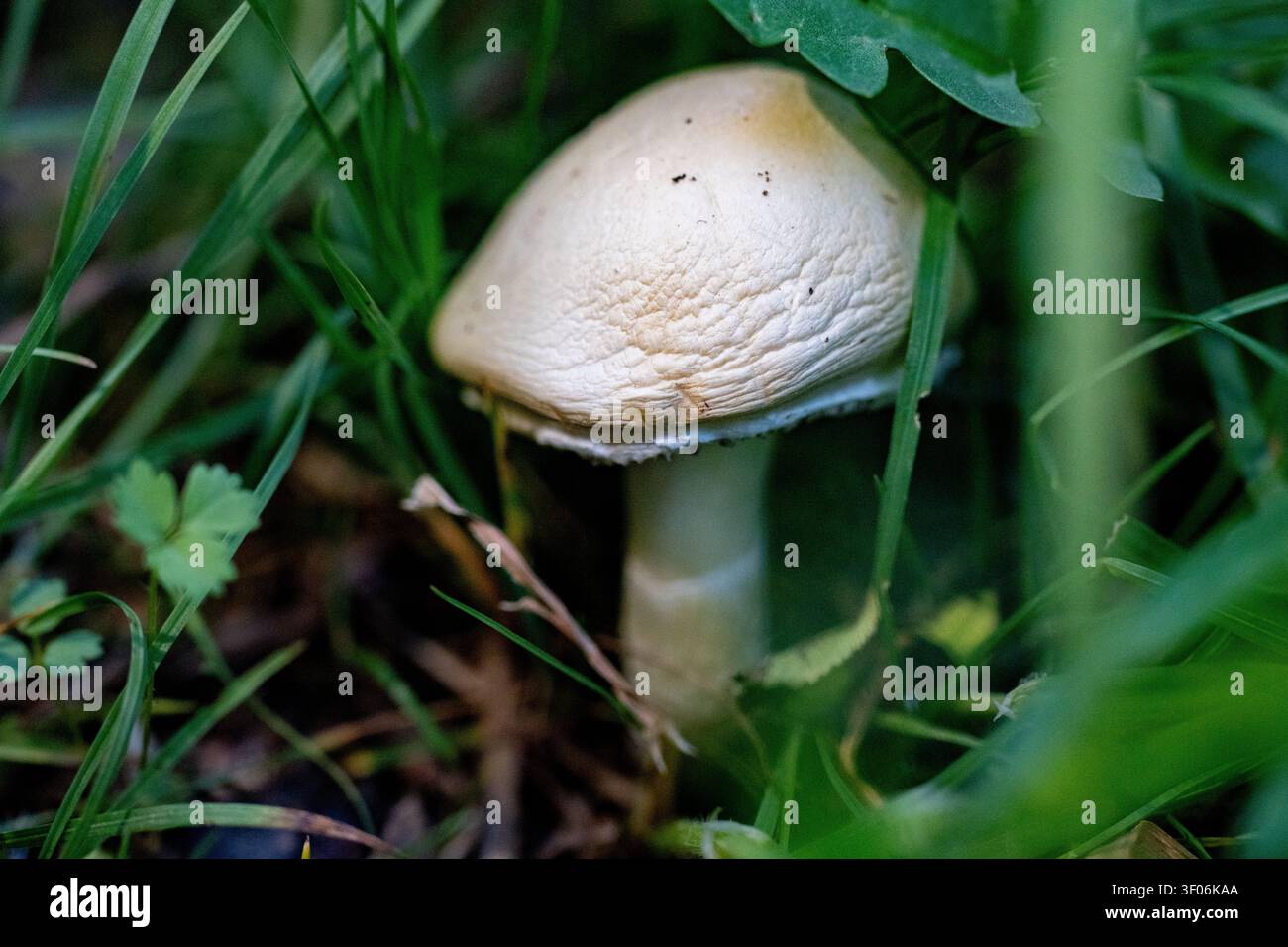 Le monde macro des plantes et des insectes Banque D'Images