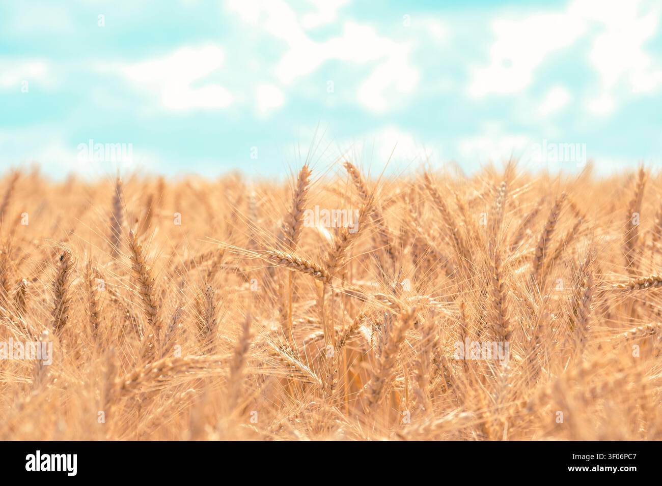 Épis de blé mûrissant sur un champ agricole sous un ciel clair avec des nuages en été. Fond naturel pour la publicité de production de farine, le branding de produits de boulangerie, la sécurité alimentaire mondiale ou le concept d'agriculture environnementale. Banque D'Images