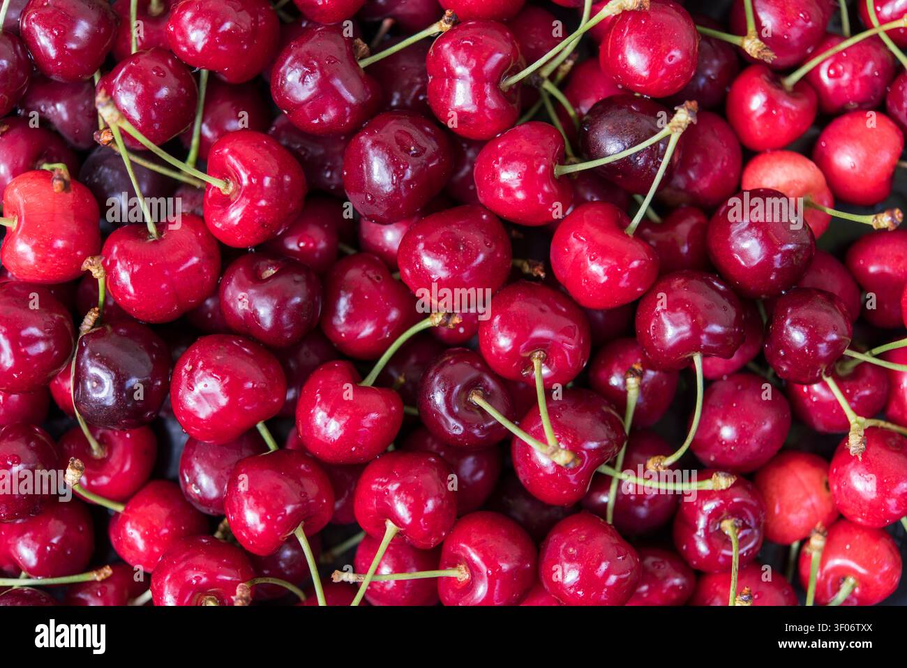 Composition horizontale en vue plongeante de cerises sucrées mûres disposées naturellement sur tout le cadre. Les couleurs vives et la texture riche rendent cette image adaptée Banque D'Images