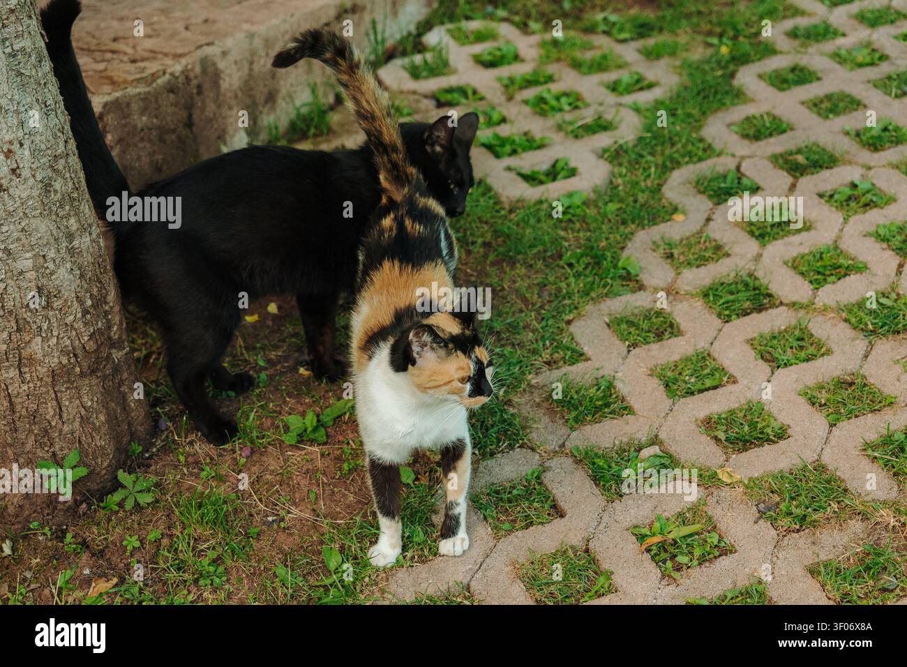 Deux chats domestiques explorant un chemin de jardin pavé dans un environnement extérieur paisible. Des animaux de compagnie curieux profitant d'une journée chaude entourée de verdure. Banque D'Images