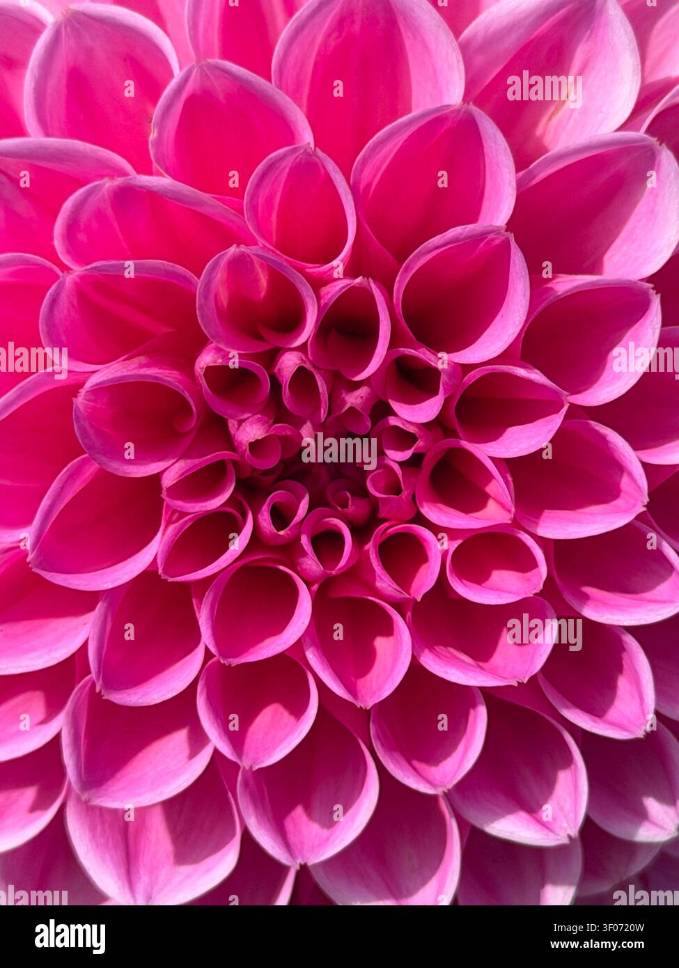 Gros plan d'une fleur dahlia rose - Image de stock capturée avec un smartphone