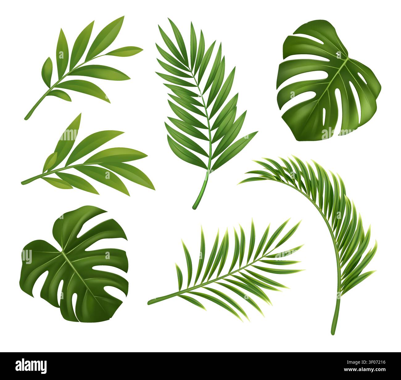 Palmier tropical réaliste et feuilles de Monstera Illustration de Vecteur
