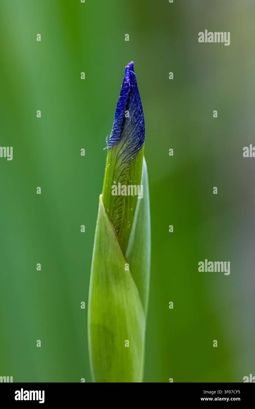 Drapeau bleu du Sud, Iris virginica, floraison dans le comté de Mecosta, Michigan, États-Unis Banque D'Images