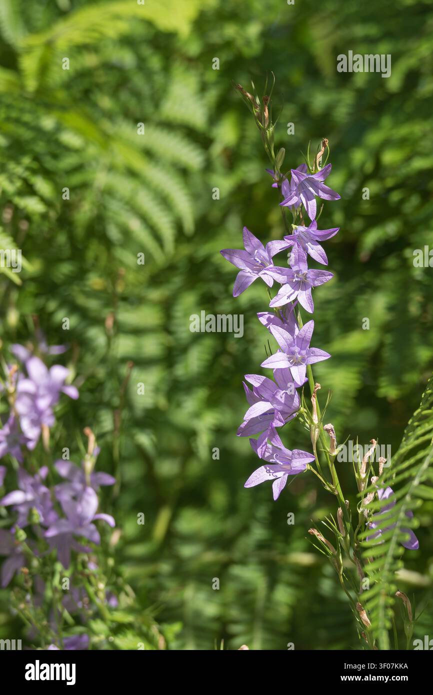 Prise verticale d'une tige de campanule raiponce sauvage, Campanula rapunculus, présentant des fleurs en étoiles violettes devant des feuilles de fougère vertes Banque D'Images