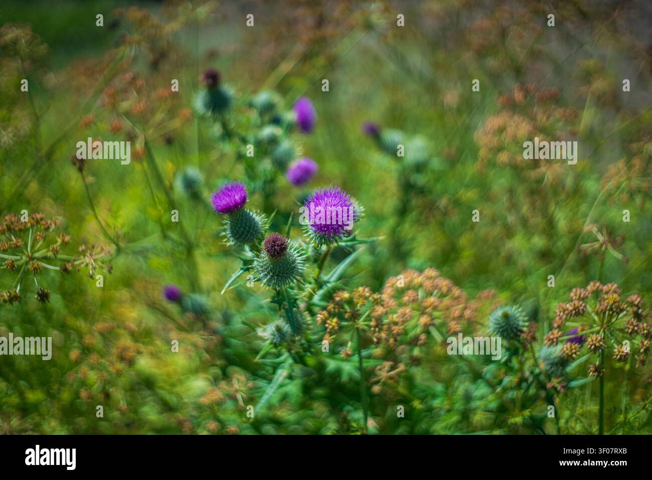 Vue rapprochée abstraite de têtes de chardons violets éclatants en fleur parmi une végétation verte dense et des têtes de graines séchées par une belle journée lumineuse. Banque D'Images