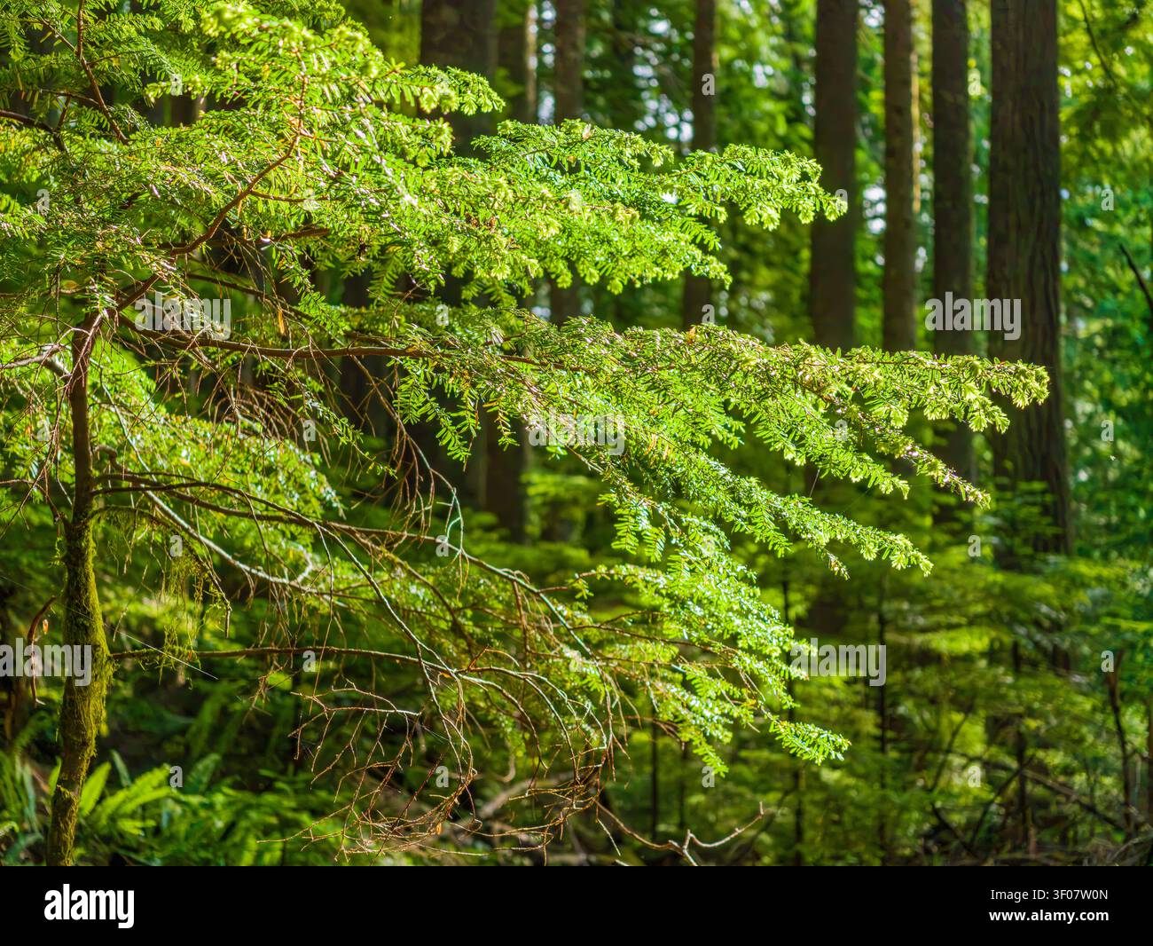Bright green hemlock tree branches with needles extend into the foreground of a dense forest with tall tree trunks in the background. Banque D'Images