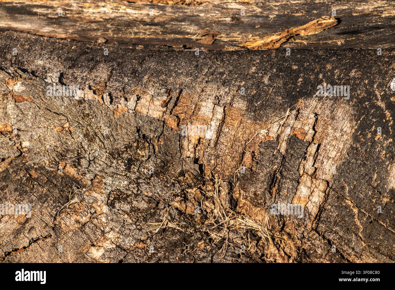 Un cliché macro détaillé et haute résolution d'écorce d'arbre vieillie et décomposée sur une bûche, mettant en valeur des motifs organiques complexes, des fissures profondes et une texture terreuse riche Banque D'Images