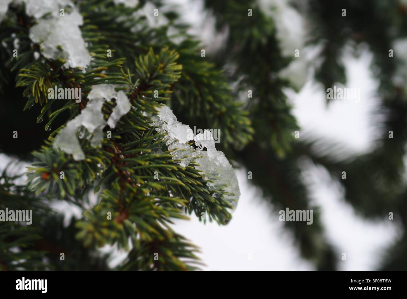 Flocons de neige reposant sur des branches à feuillage persistant dans l'étreinte de l'hiver Banque D'Images