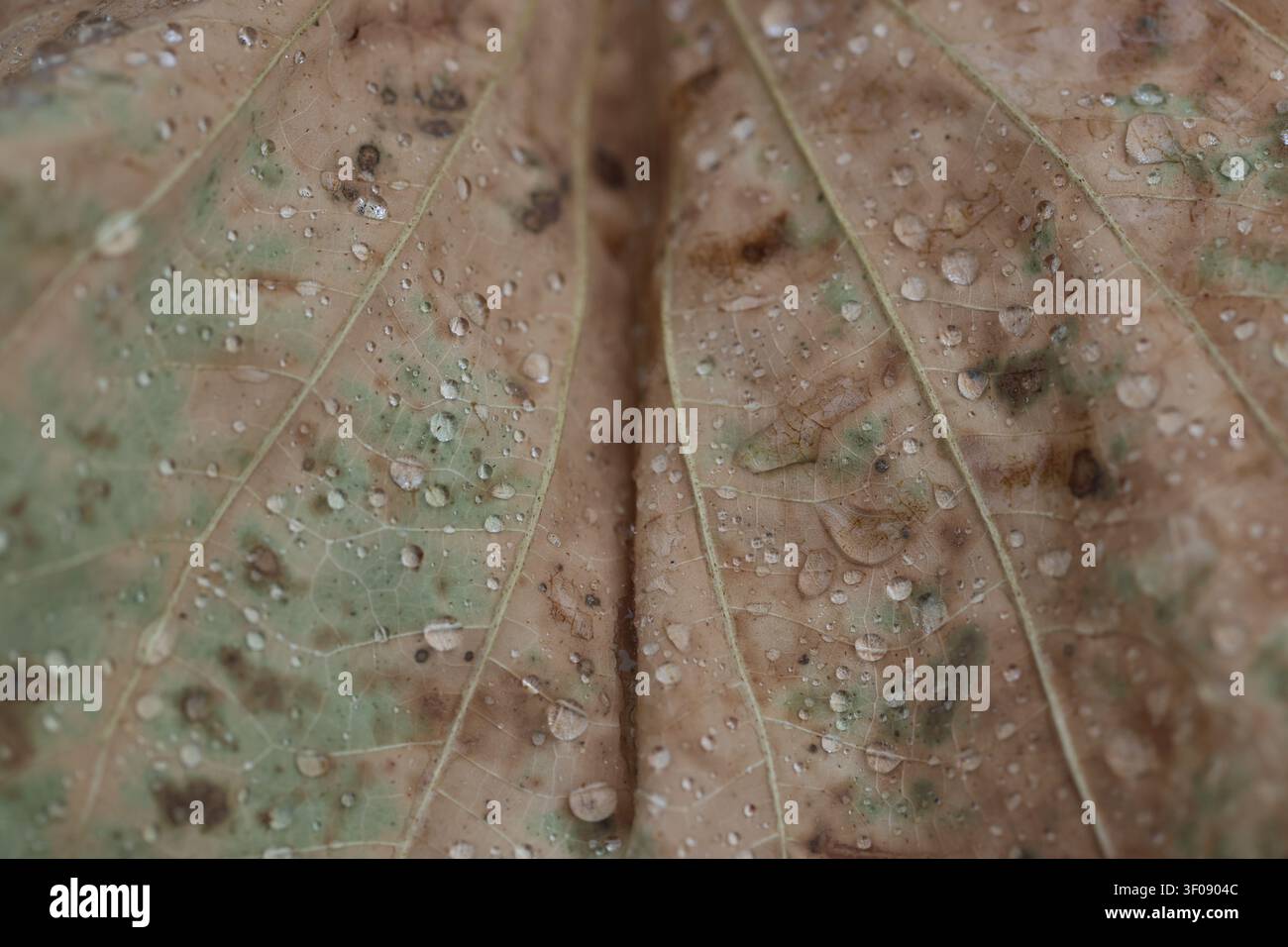 Macro d'égouttements d'eau sur une feuille d'automne en décomposition avec des veines et des taches visibles Banque D'Images