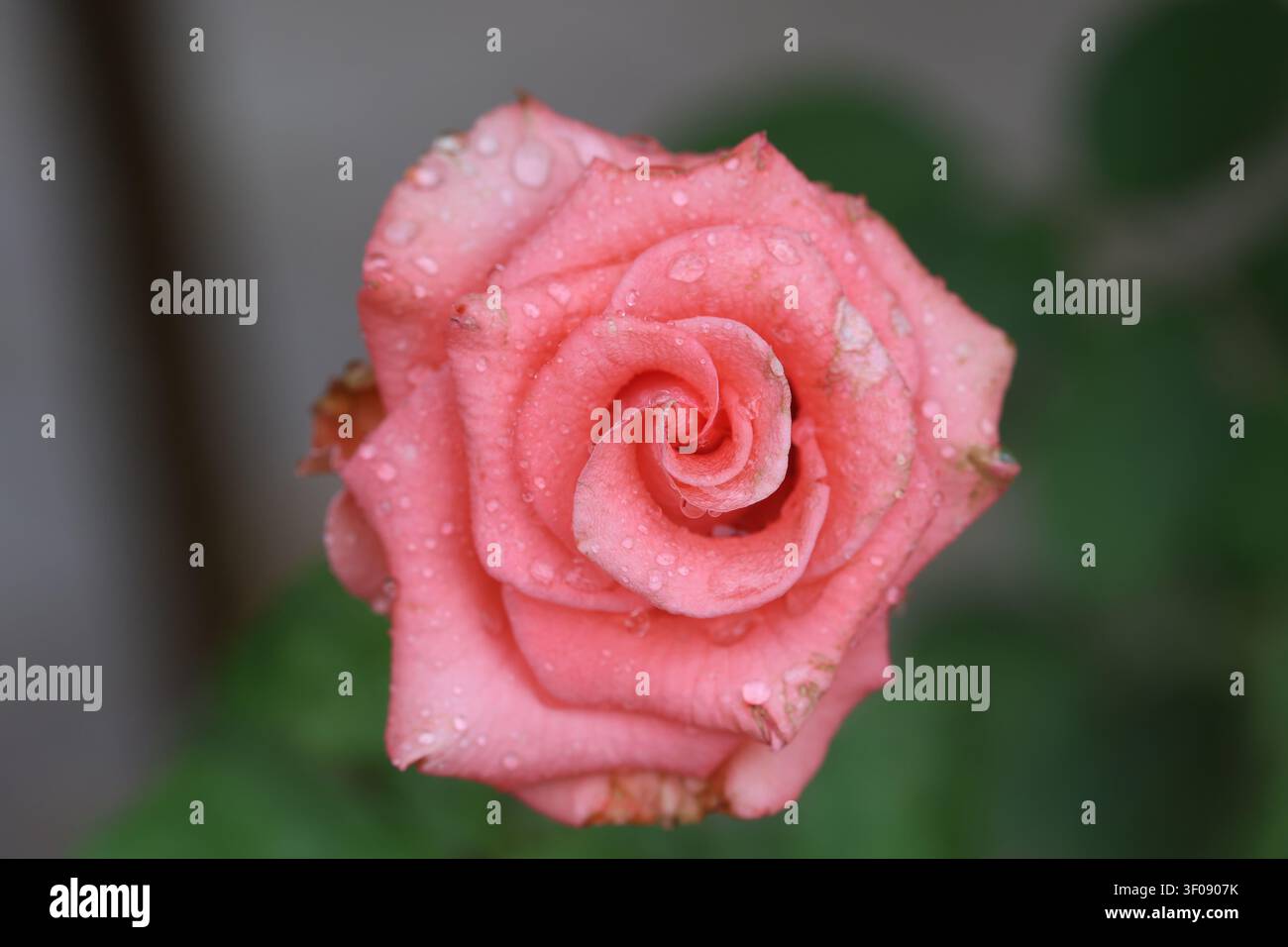 Bourgeon de rose rose avec gouttes de pluie macro gros plan Banque D'Images
