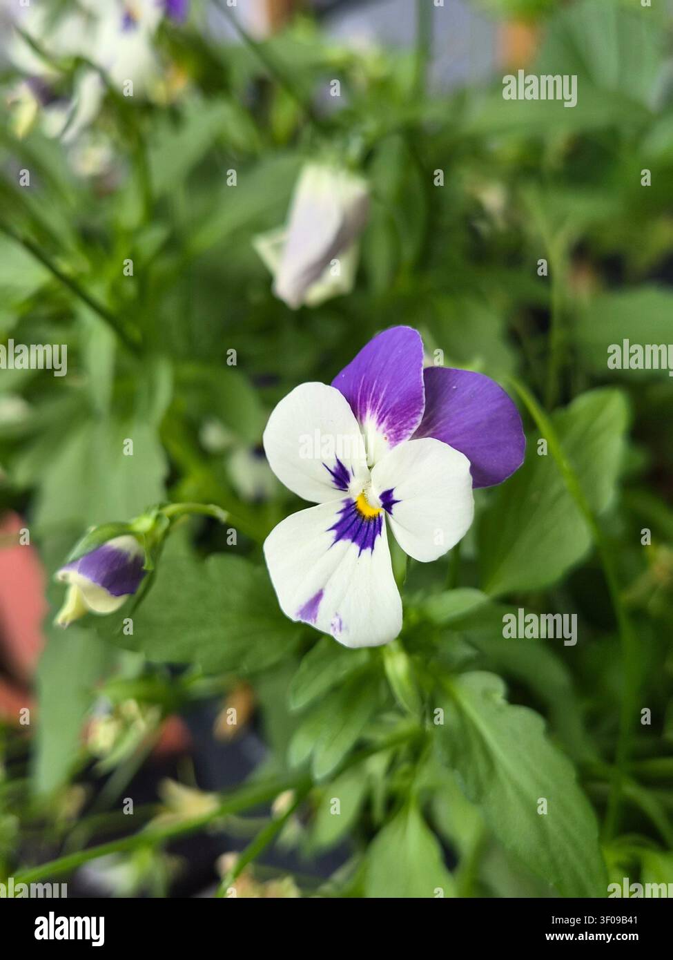 Fleur de violette gros plan. Violq couleurs blanc et violet Banque D'Images