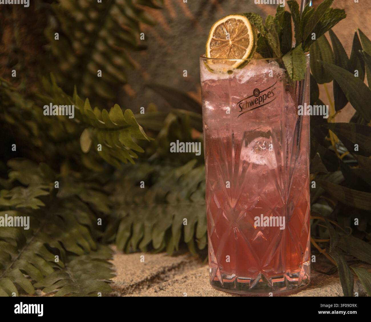 Cocktail botanique rose avec de la menthe et du citron séché dans un cadre tropical luxuriant Banque D'Images