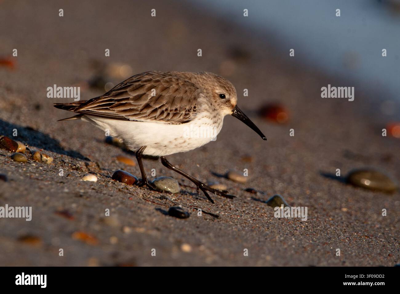 Becassin des sables cherchant de la nourriture sur une plage de sable en gros plan, petit oiseau limicole cherchant sa nourriture parmi des galets colorés sous la lumière chaude du soir. Banque D'Images