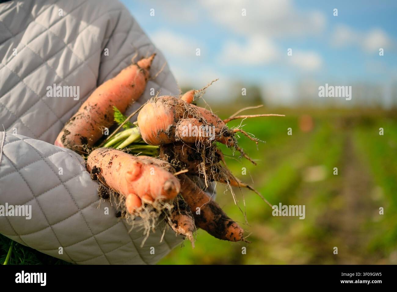 Les mains d'un fermier tiennent des carottes fraîchement creusées avec de la terre en gros plan dans un champ vert. La récolte authentique et robuste révèle des produits biologiques naturels et terreux tirés de la campagne ensoleillée. Banque D'Images