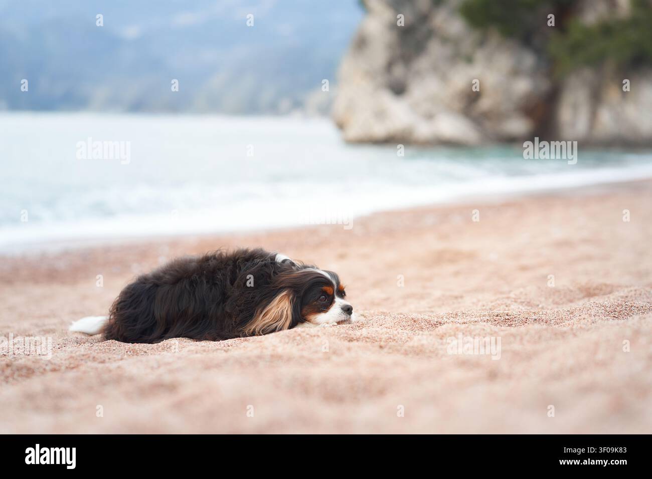 Un Cavalier Spaniel est bas avec son corps niché sous le sable de la plage. Seule la tête est visible dans ce tir ludique et unique. Banque D'Images