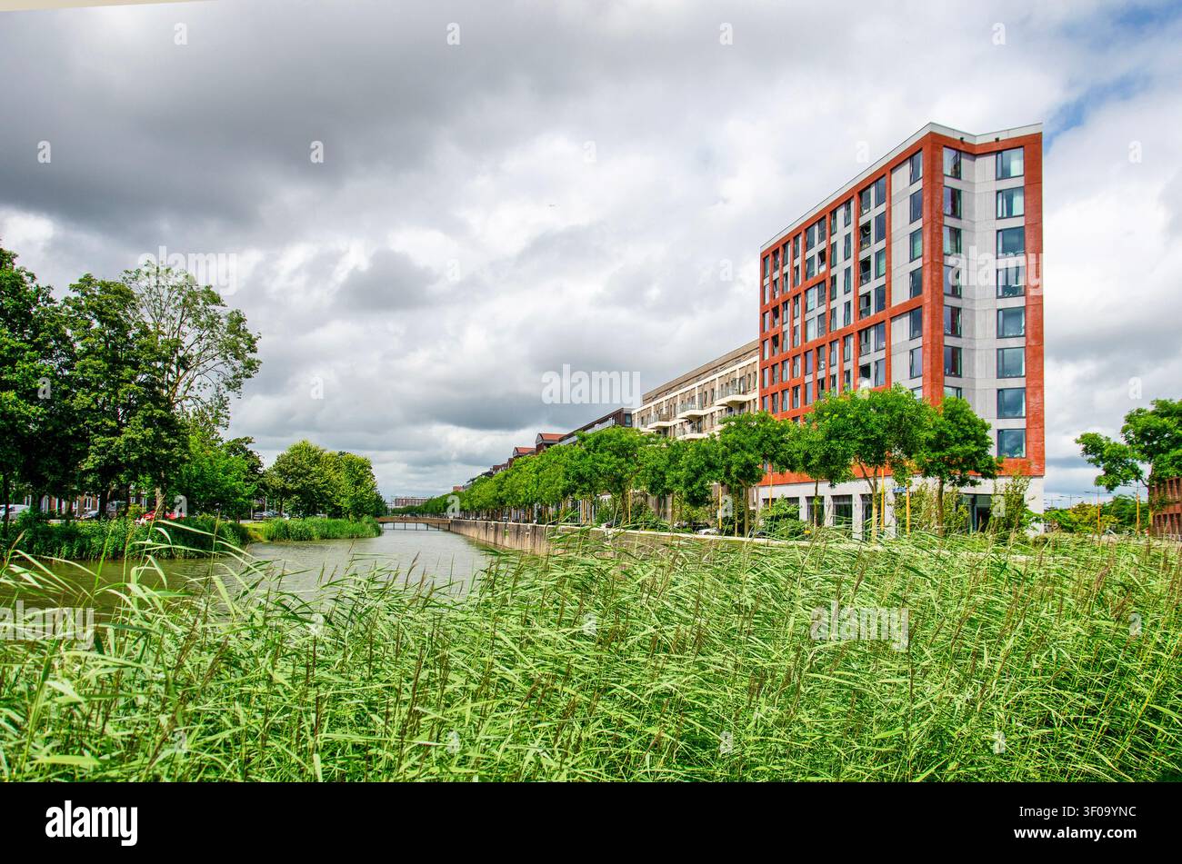 Utrecht, Pays-Bas, 5 juillet 2026 : vue à travers les roseaux vers les façades des immeubles résidentiels et le canal adjacent Banque D'Images